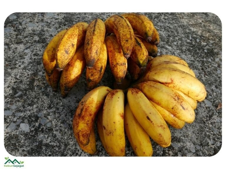 Top 13 Jenis Pisang Yang Popular Di Malaysia Pokok Pedia