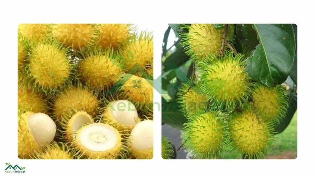 Top Jenis Rambutan Di Malaysia Paling Popular Pokok Pedia