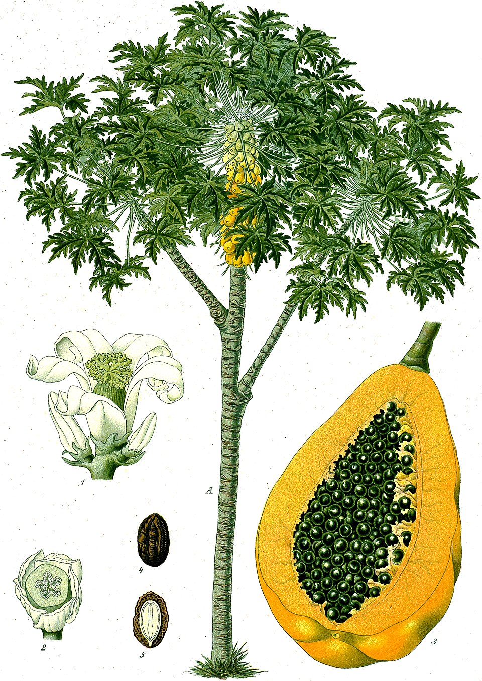 Betik Khasiat Buah