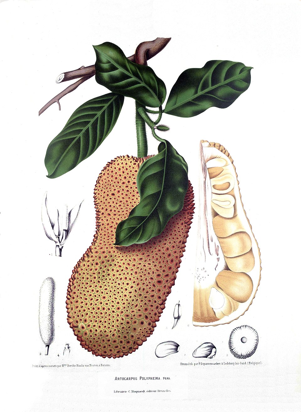 Cempedak Cara Tanam