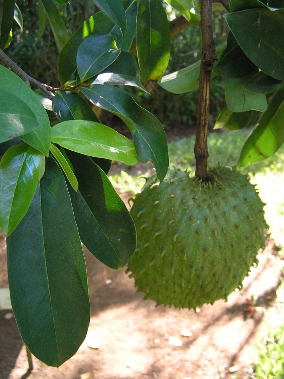 Durian Belanda Khasiat Daun