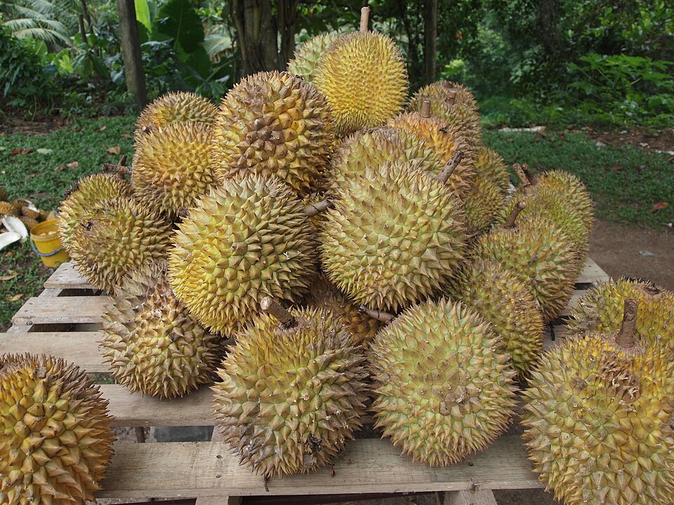 Durian Ciri Buah