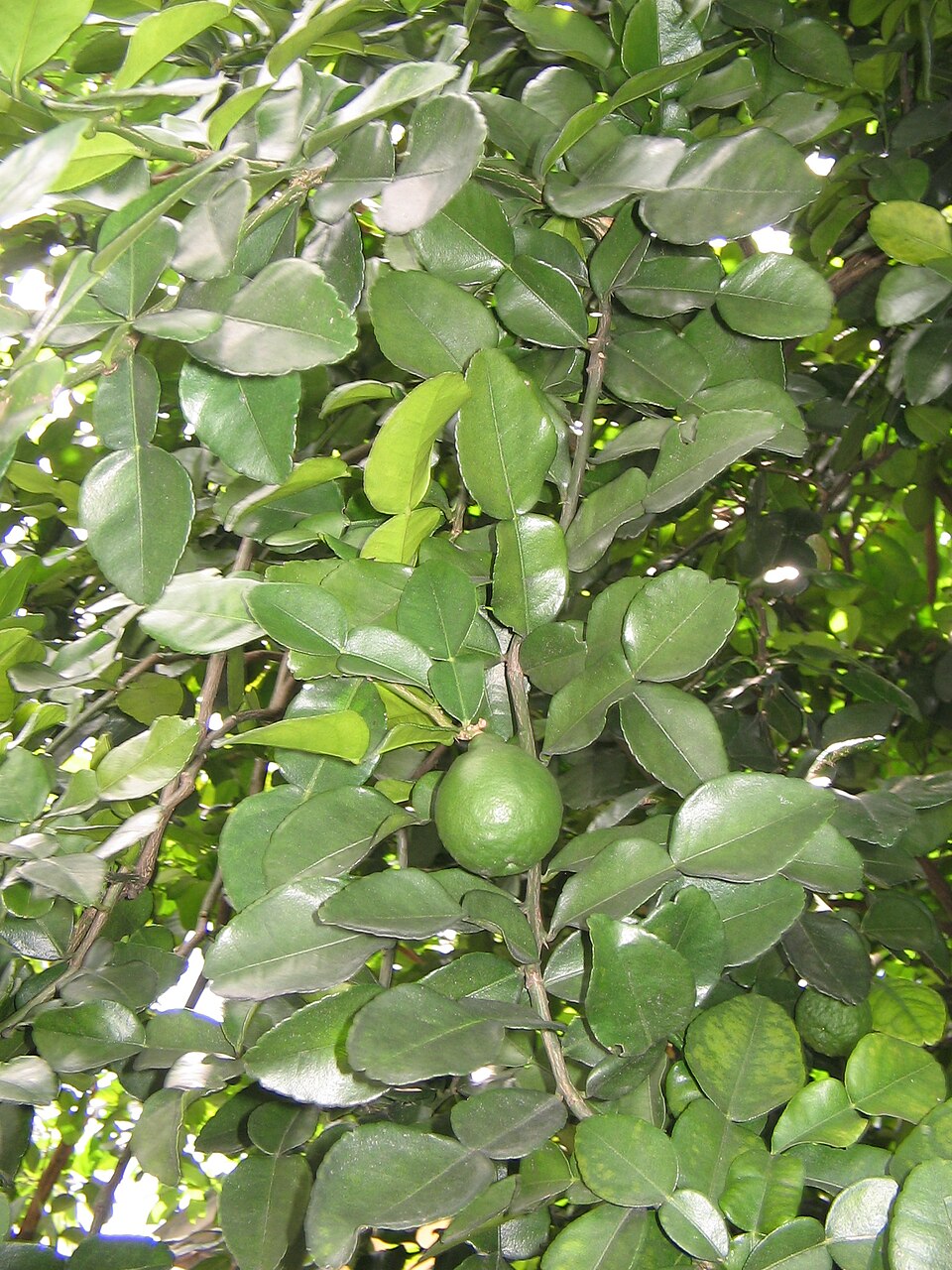 Limau Purut Khasiat Daun