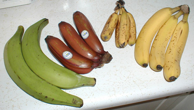 Pisang Cara Tanam