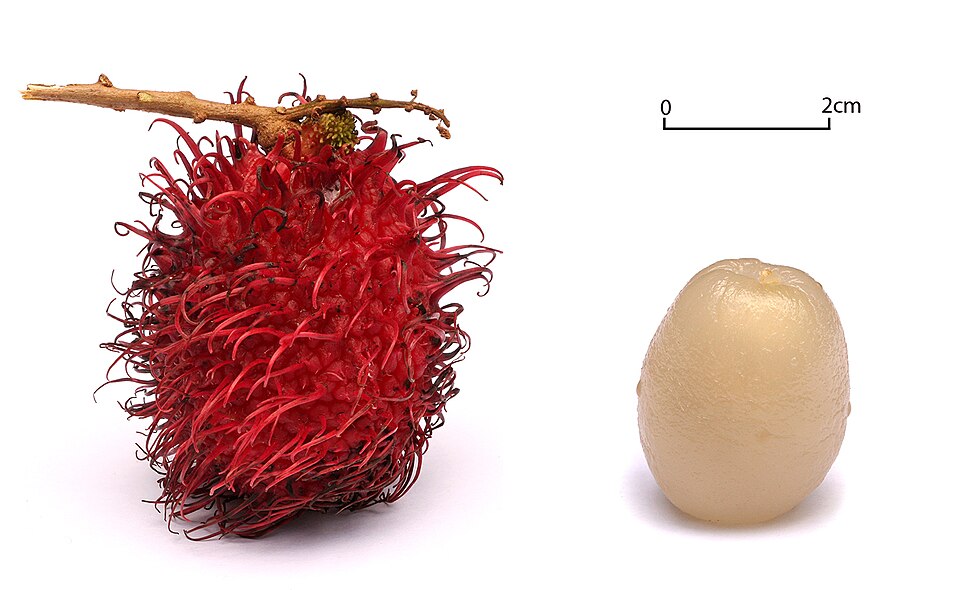 Rambutan Cara Tanam