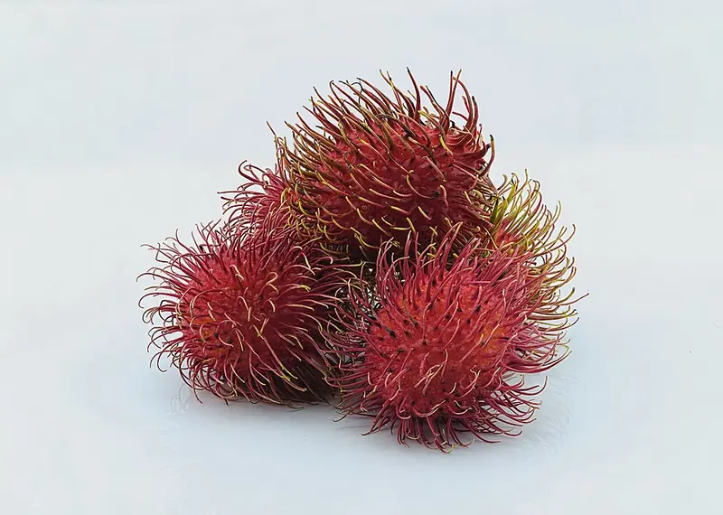 Rambutan Jenis